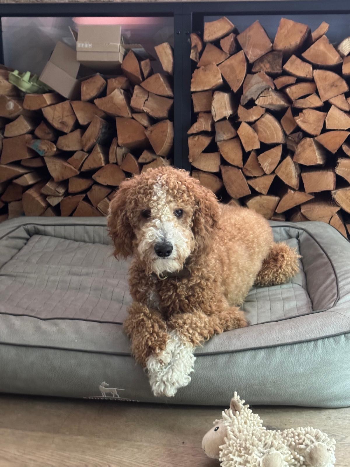 Leo, der Hund — sein Profilbild aus der App